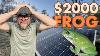 A Frog Destroyed Our Solar Power And Cost Us 2 000